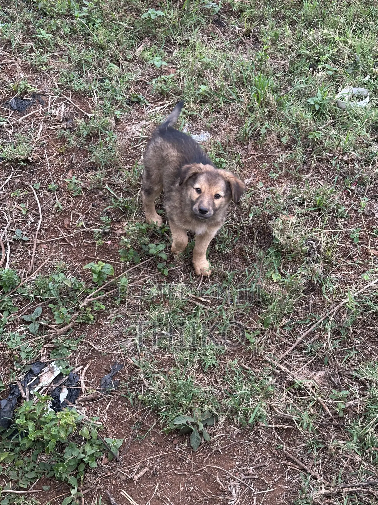0-1 month Female Mixed Breed German Shepherd