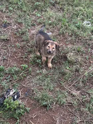 0-1 month Female Mixed Breed German Shepherd