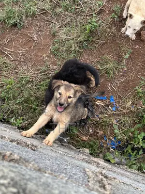 0-1 month Female Mixed Breed German Shepherd