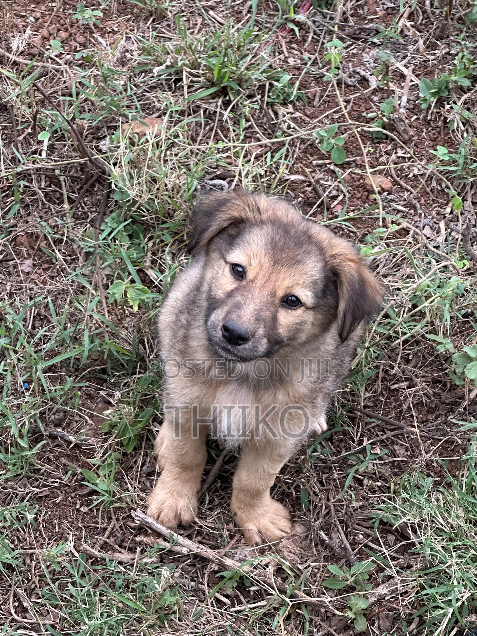 0-1 month Female Mixed Breed German Shepherd