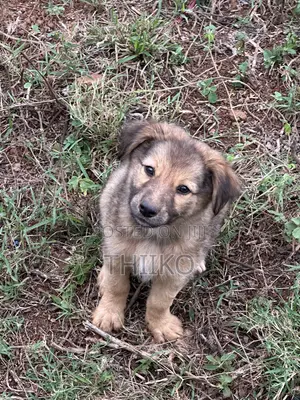 0-1 month Female Mixed Breed German Shepherd