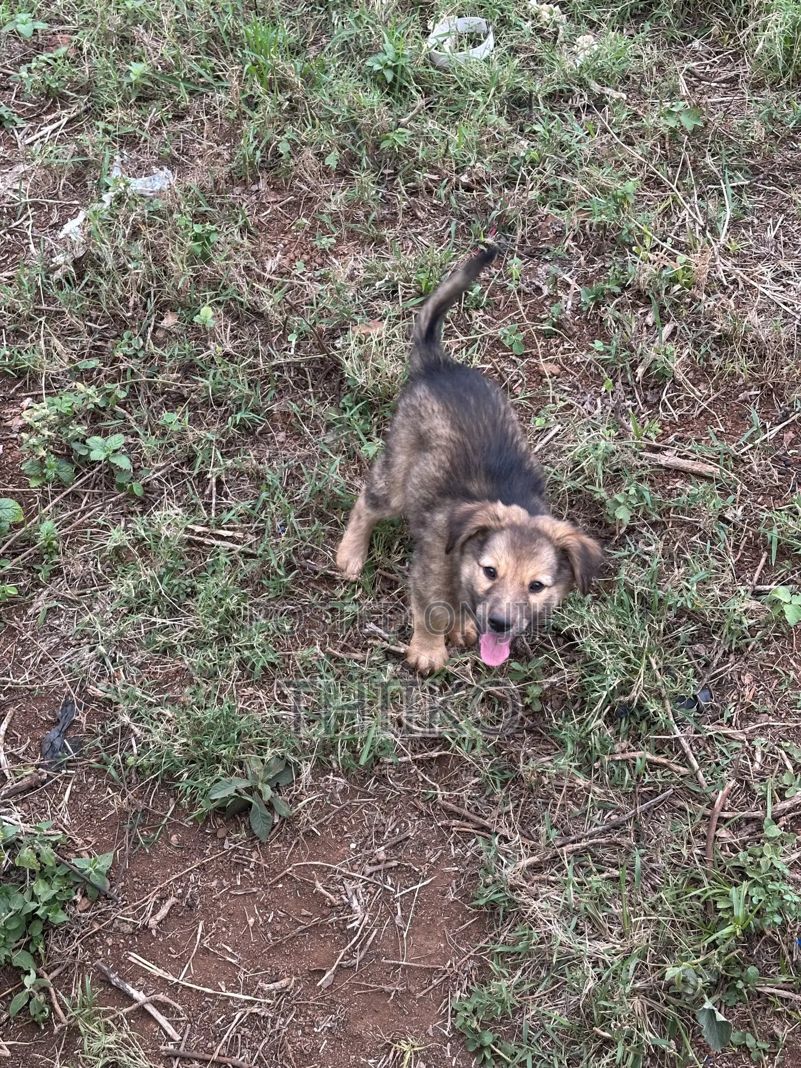 0-1 month Female Mixed Breed German Shepherd