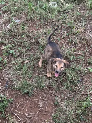 0-1 month Female Mixed Breed German Shepherd
