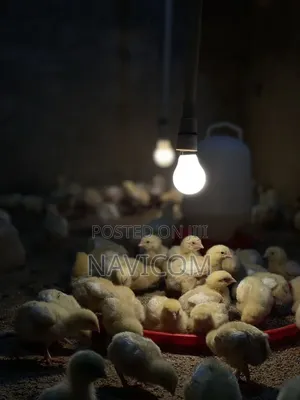 Broiler Chicken for Sale