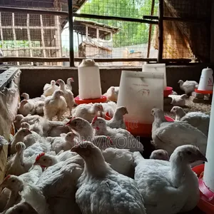 Broiler Chicken for Sale