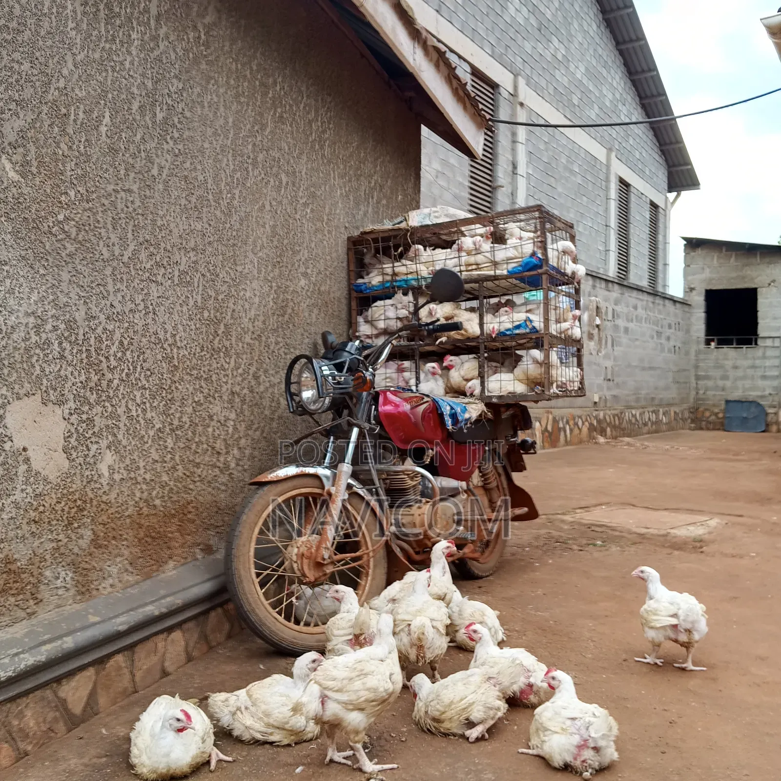 Broiler Chicken for Sale
