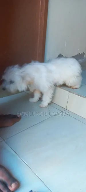 3-6 months Male Purebred Maltese