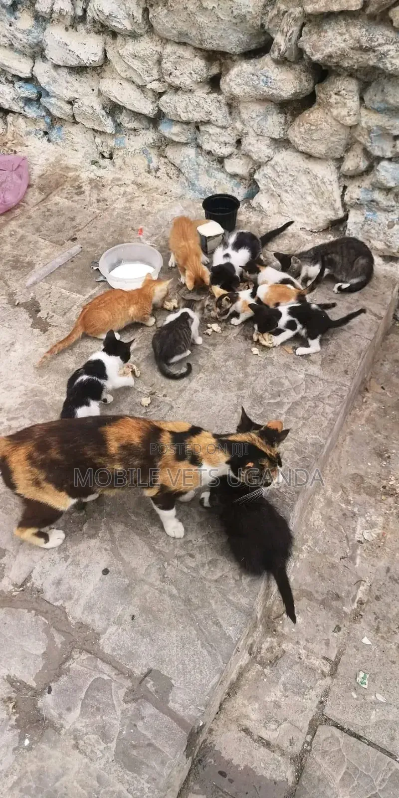 1-3 months Male Purebred American Bobtail