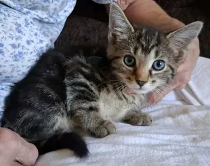 1-3 months Male Purebred Balinese