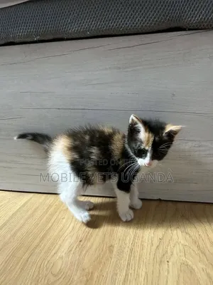 1-3 months Male Purebred Manx