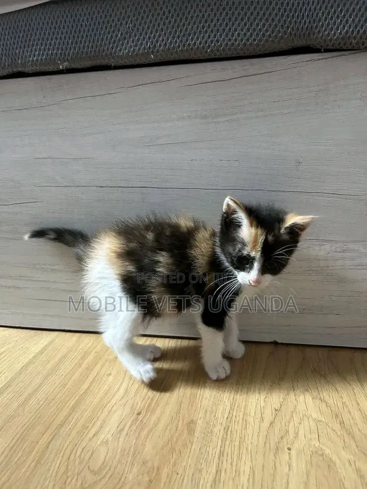 1-3 months Male Purebred Manx