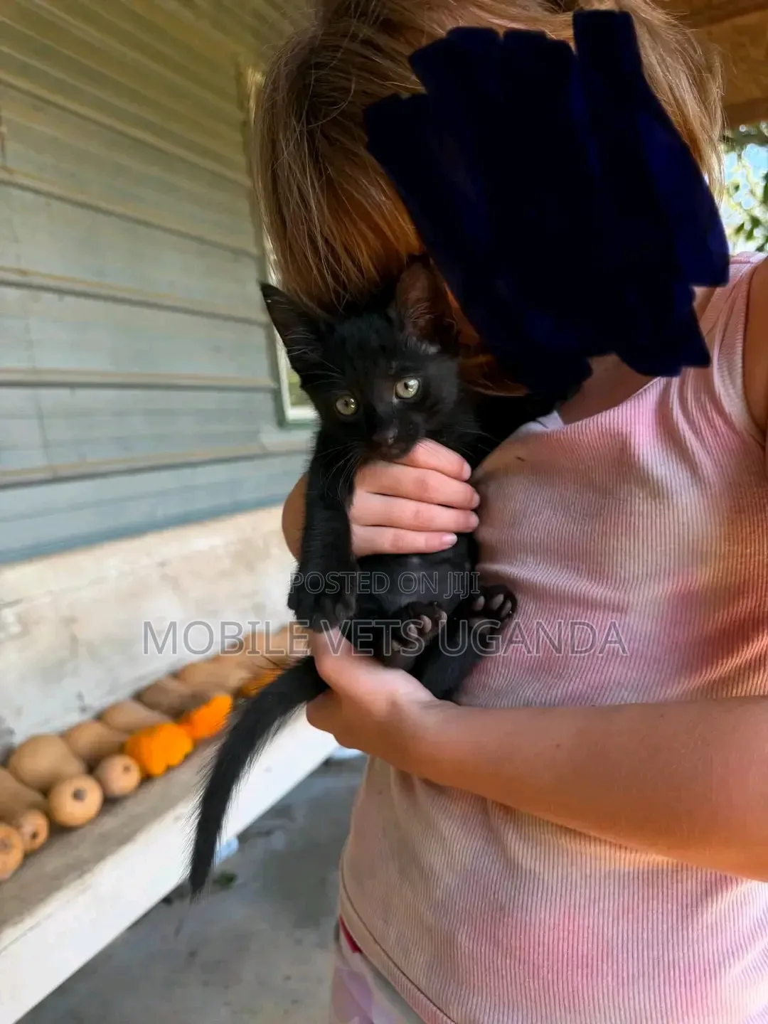 0-1 month Male Purebred American Bobtail