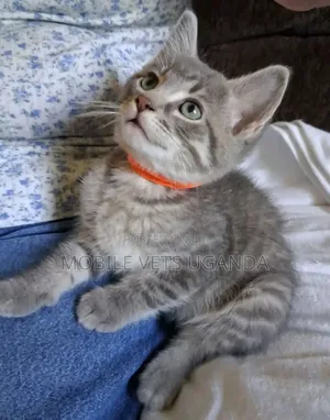 1-3 months Male Purebred American Shorthair