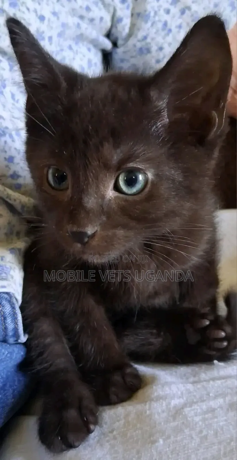 1-3 months Male Purebred American Shorthair