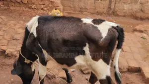 Friesian One on Market