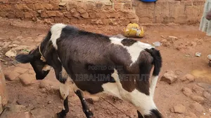 Friesian One on Market