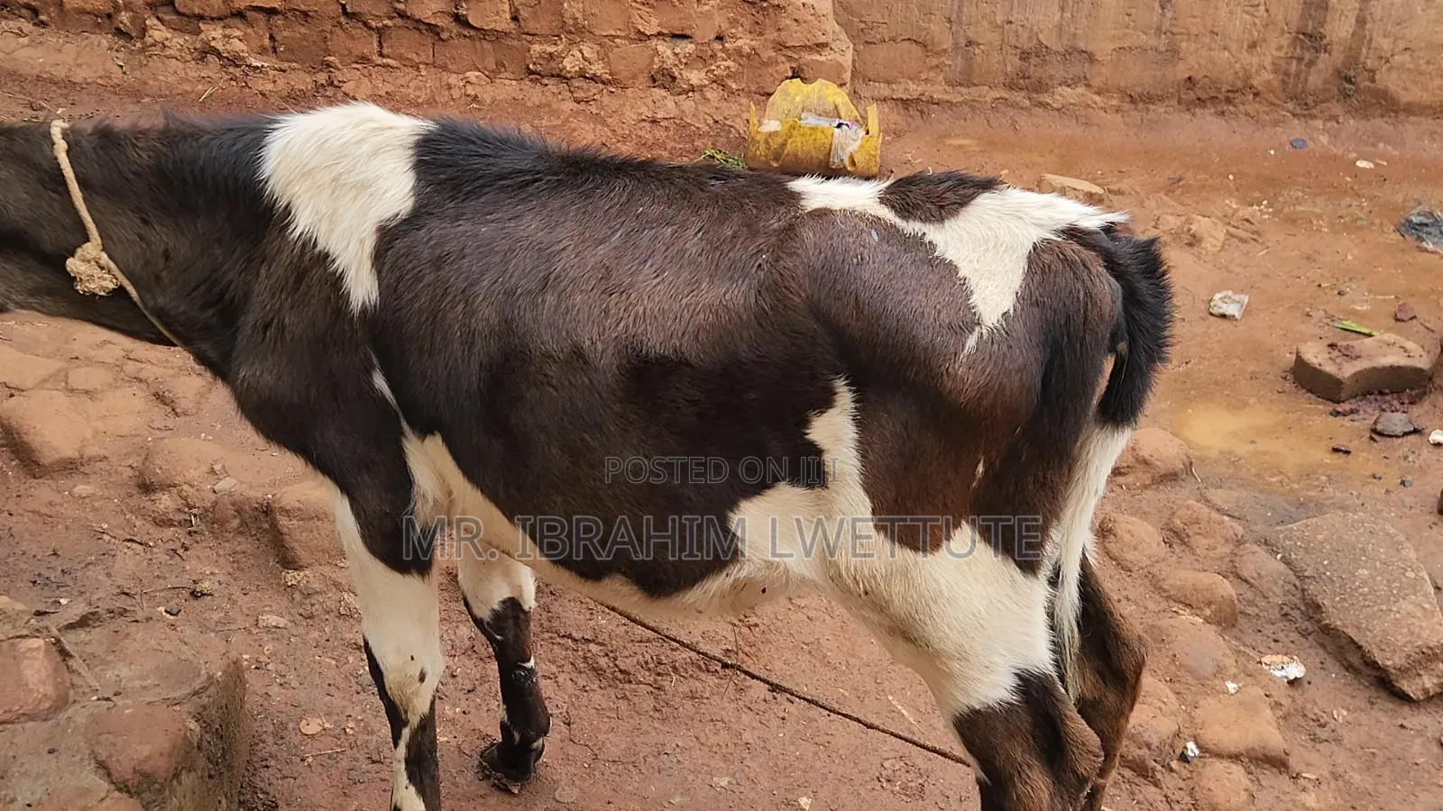 Friesian One on Market