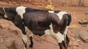 Friesian One on Market