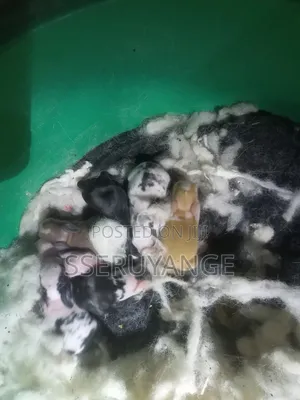 Local Rabbits