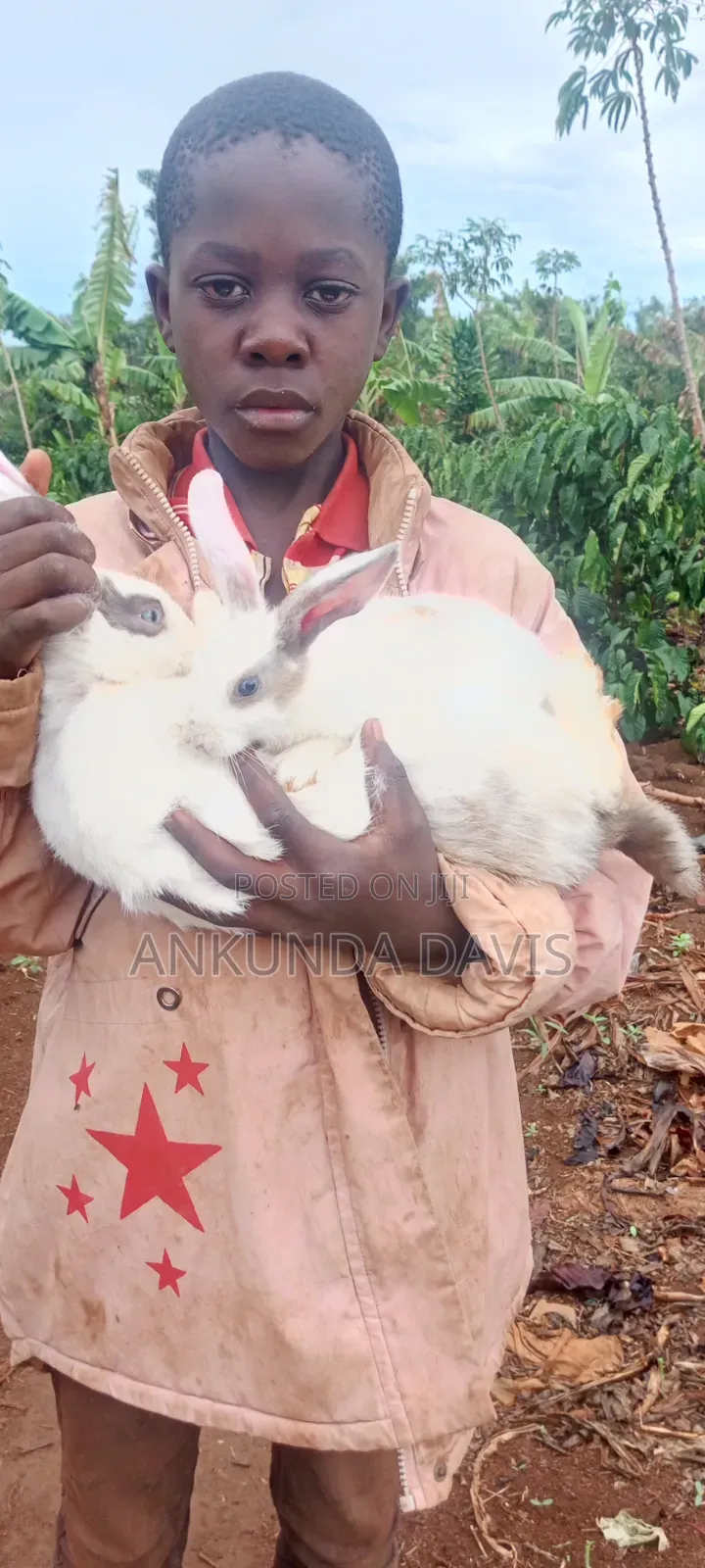 Healthy Rabbits