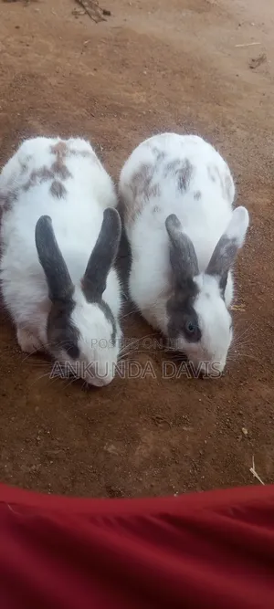 Healthy Rabbits