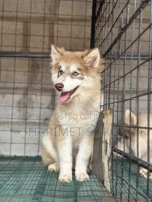 3-6 months Female Purebred Siberian Husky