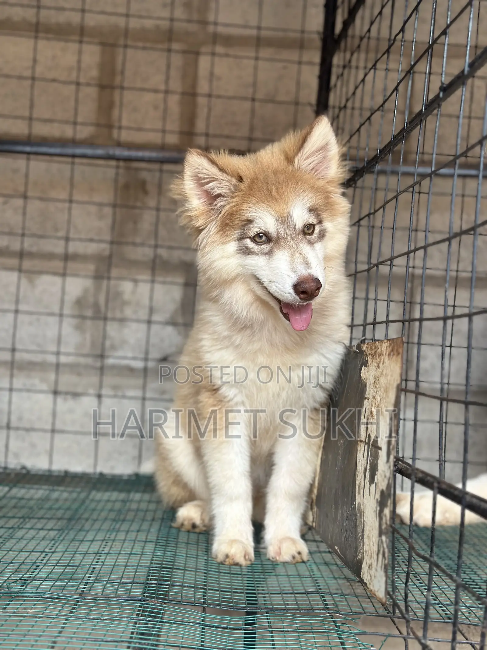 3-6 months Female Purebred Siberian Husky