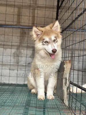 3-6 months Female Purebred Siberian Husky