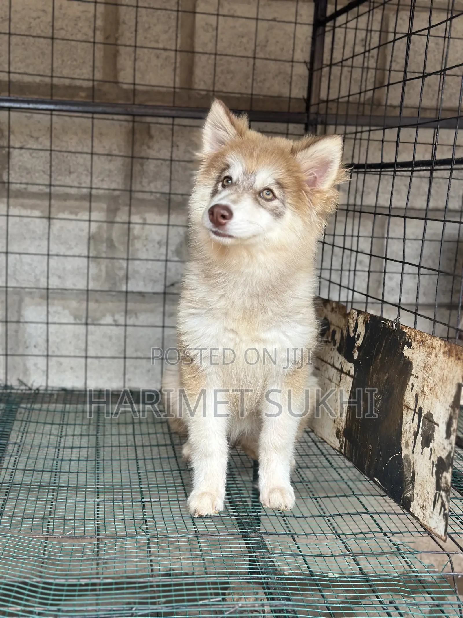 3-6 months Female Purebred Siberian Husky