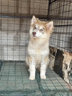 3-6 months Female Purebred Siberian Husky