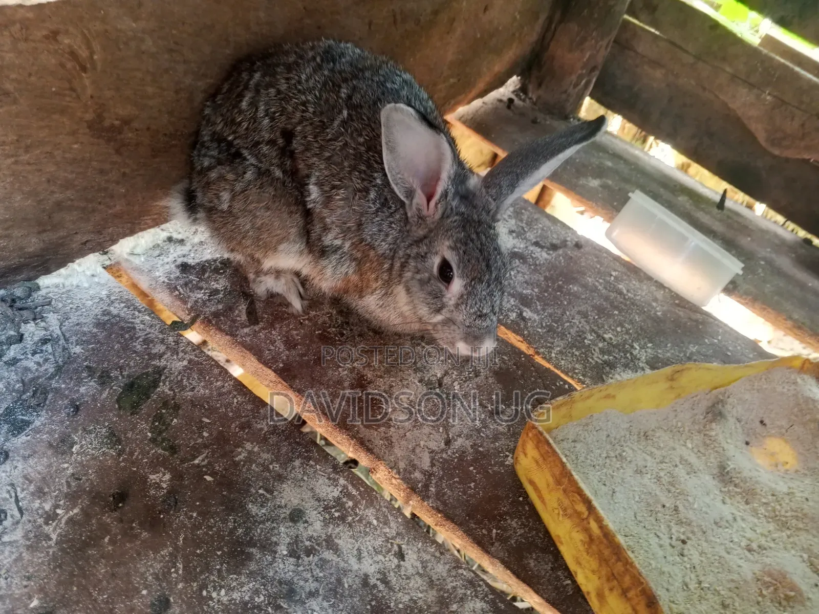 Rabbits on Sale