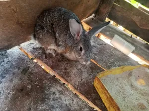 Rabbits on Sale