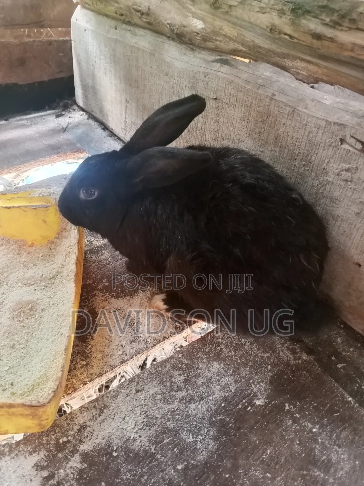 Rabbits on Sale