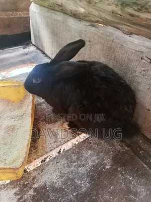 Rabbits on Sale