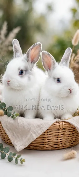 Healthy Rabbits