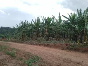 3 Plot for Sell Gayaza Kiwenda Luwunga at 55m All