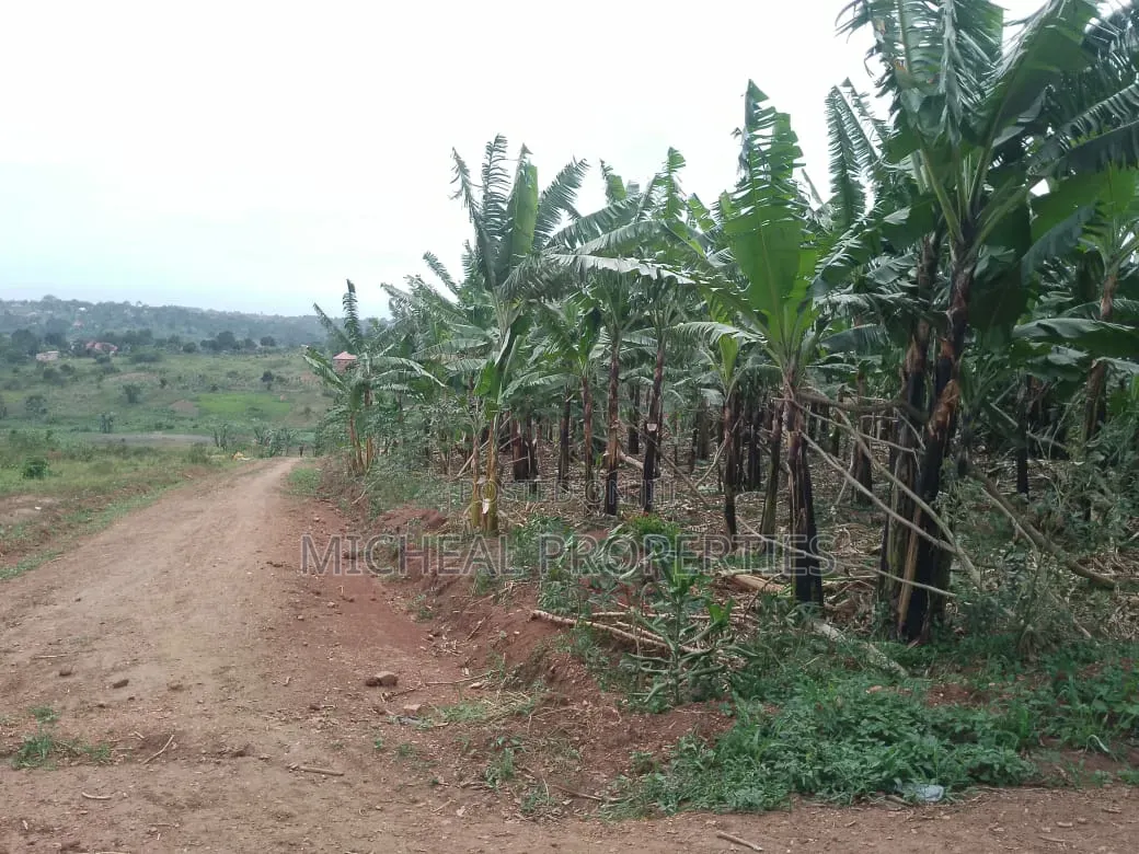 3 Plot for Sell Gayaza Kiwenda Luwunga at 55m All