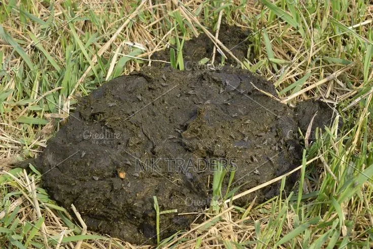 Cow Manure