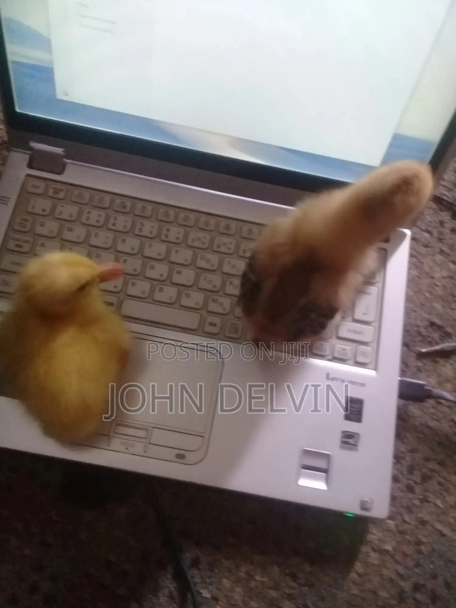 Day Old Chicks for Sale