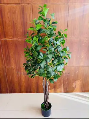 Home Plants and Flowers Only