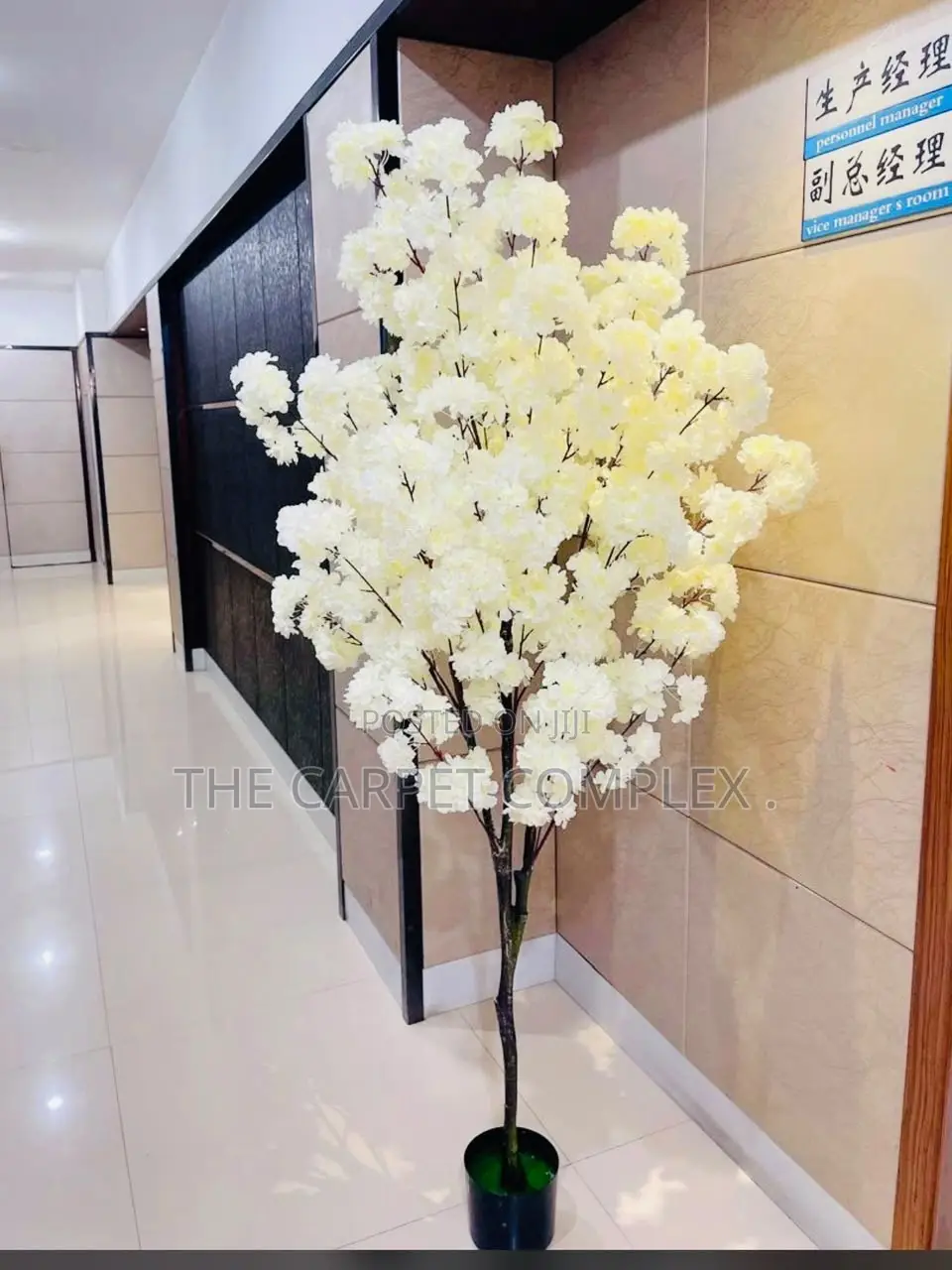 Indoor Home Plants