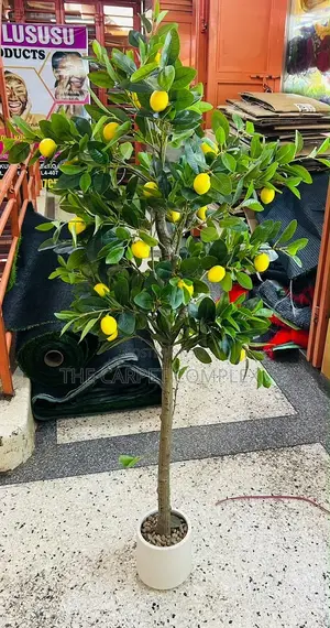 Indoor Home Plants