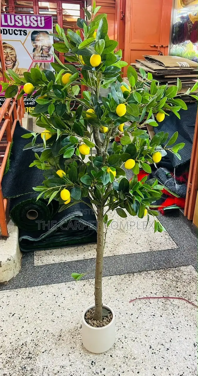 Indoor Home Plants