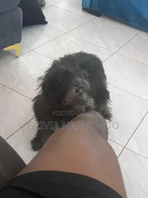 3-6 months Female Purebred Maltese