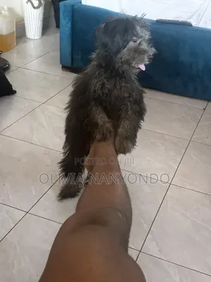3-6 months Female Purebred Maltese
