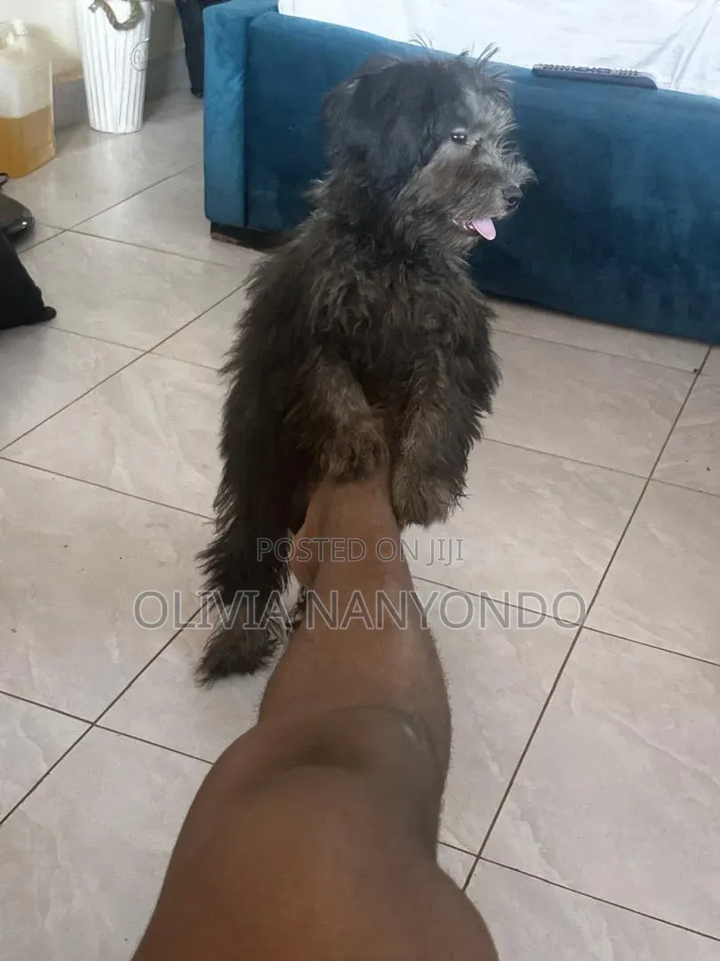 3-6 months Female Purebred Maltese