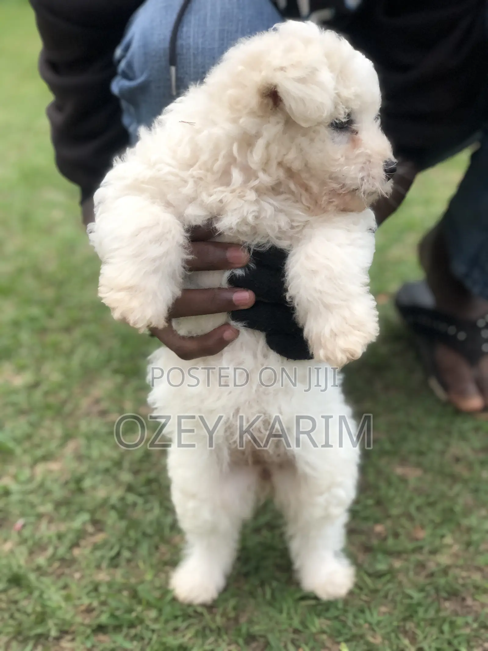 1-3 months Female Purebred Maltese