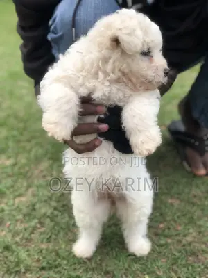 1-3 months Female Purebred Maltese