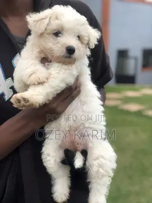 1-3 months Female Purebred Maltese