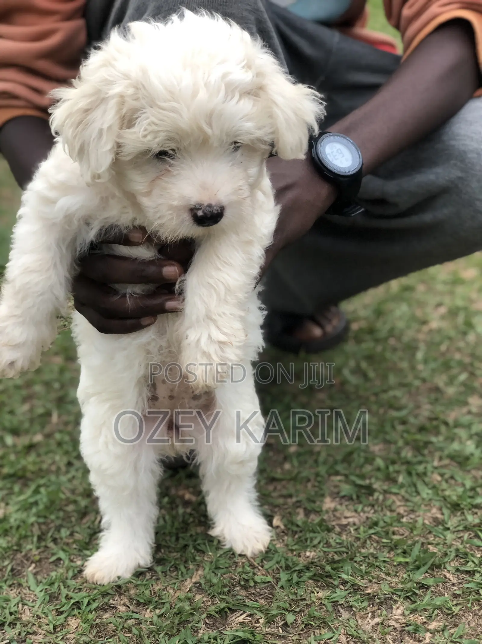 1-3 months Female Purebred Maltese